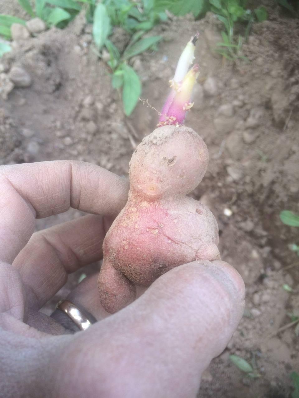 semina patate 11 maggio 2021