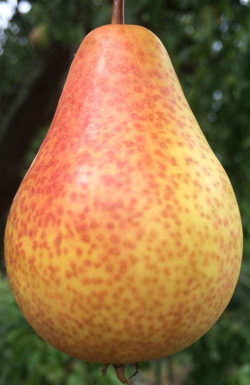 pera moscatella<strong> biodinamico </strong>2019 08 12