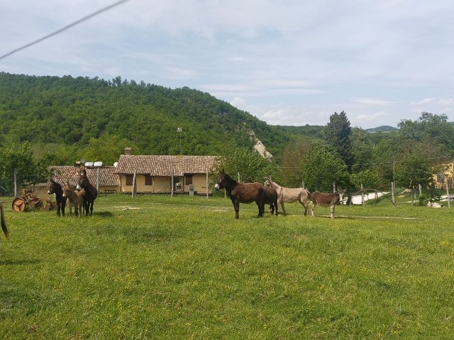 asini-strutture