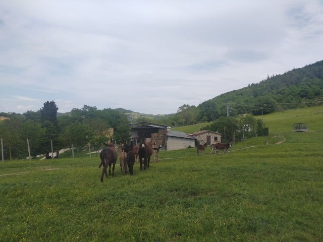 asini