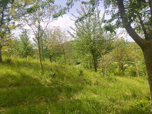 bosco-variegato