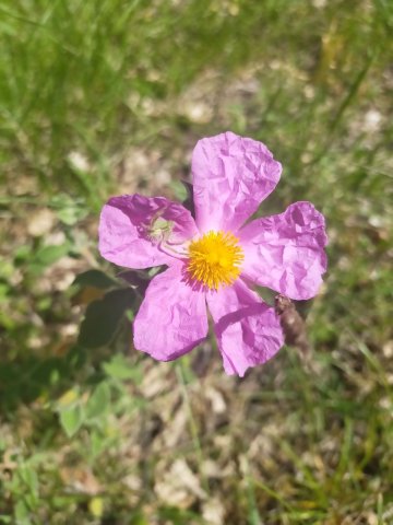fiore-giove-marte