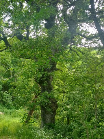 quercia2