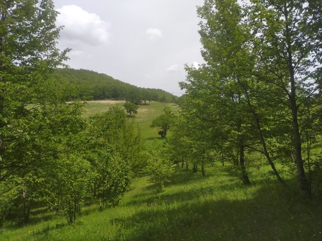 tartufaia